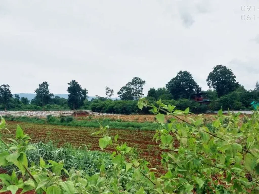 ขายที่ดินเขาใหญ่ ตหมูสี 6ไร่ ทำเลดี ติดถนนลาดยาง วิวเขาสวย