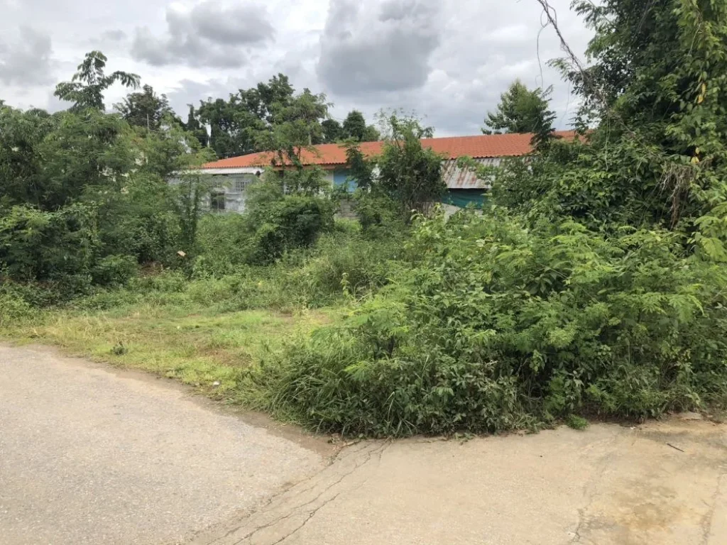 ขายที่ดินติดถนนสองด้านใกล้แหล่งชุมชนบ้านกลางลำพูนพร้อมโอน