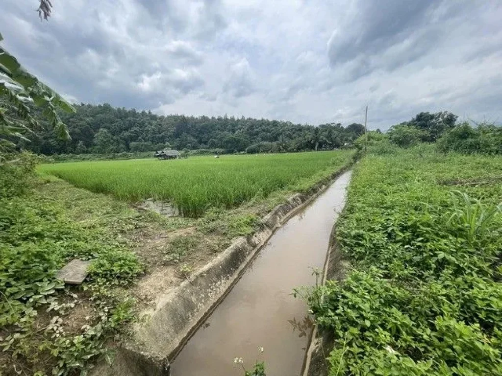 ขายบ้านพร้อมที่ดินแม่แตงทำเลในชุมชนวิวสวยติดลำเหมืองมีน้ำไหล