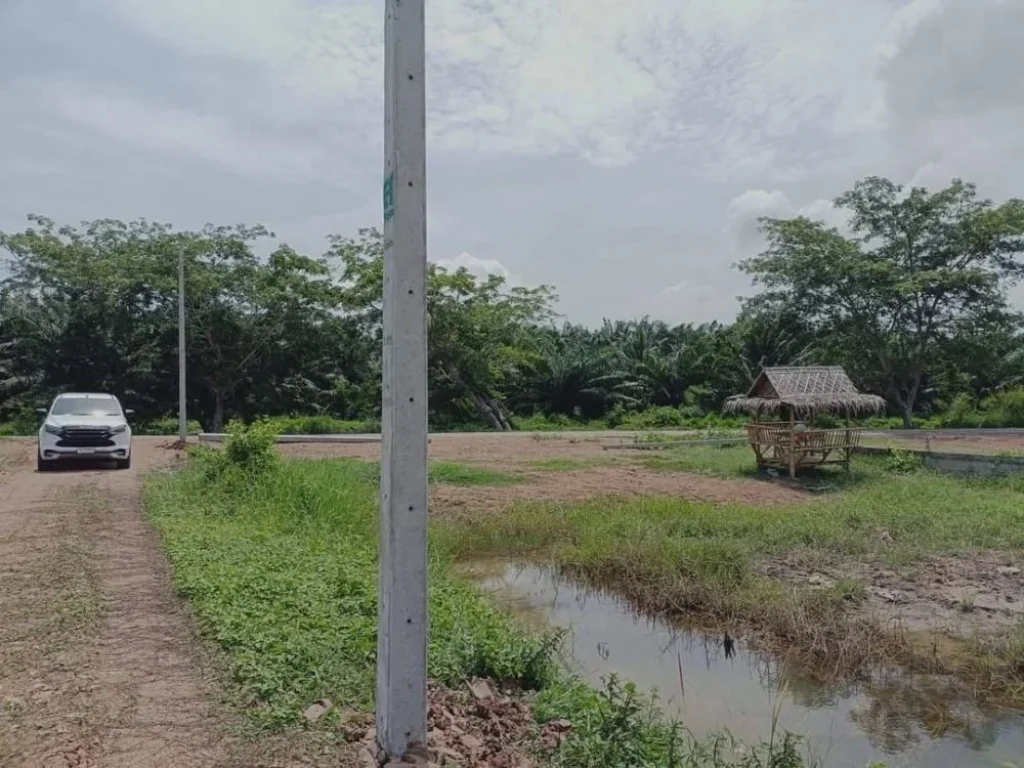 ขายด่วน คลอง 9 หนองเสือ 100-400 ตรวน้ำไฟปักหัวที่