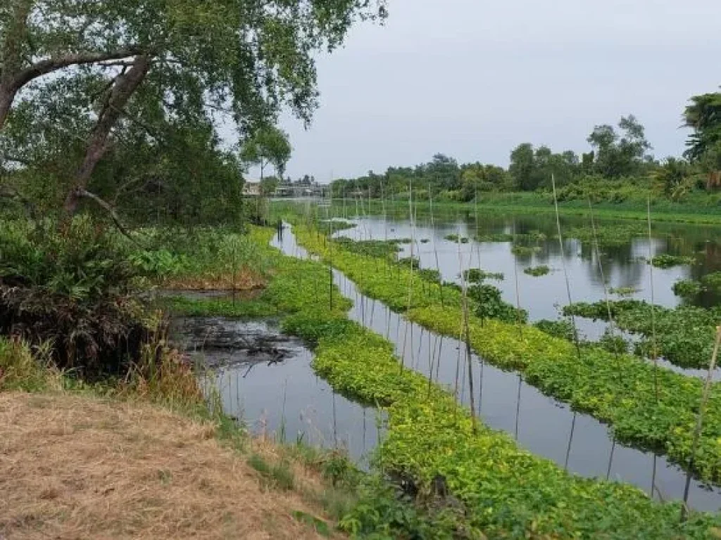 ที่ดินติดคลองดำเนินสะดวก ใกล้วัดบางยาง เขตเชื่อมต่อบ้านแพ้ว-