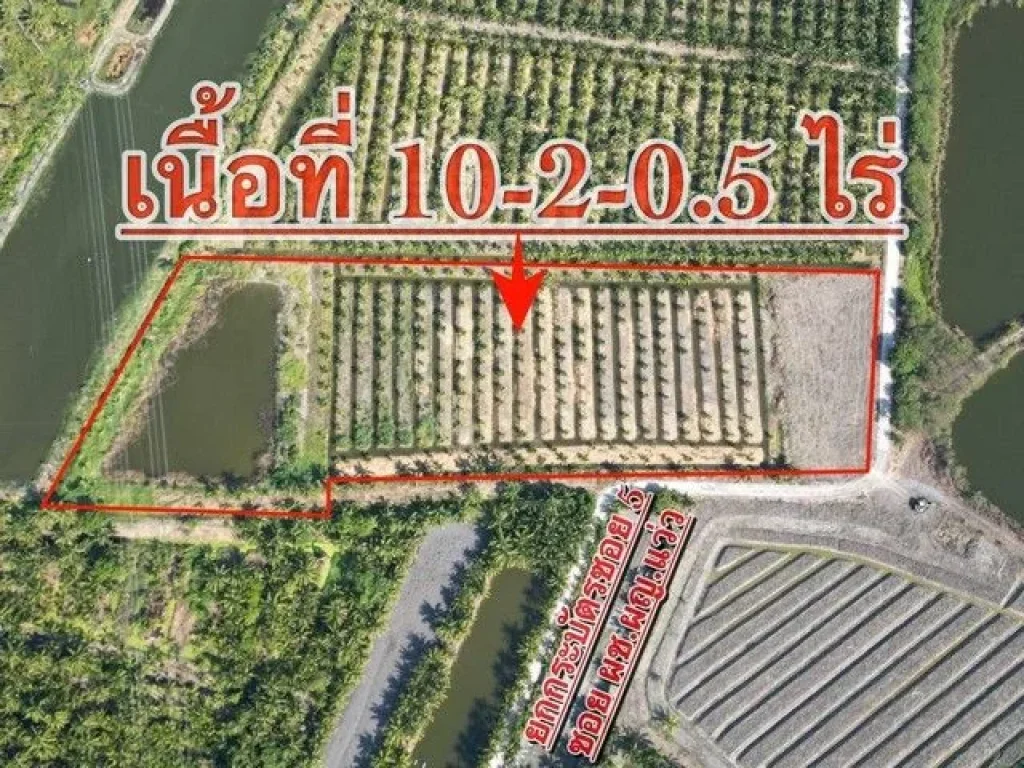 ขายที่ดิน เนื้อที่ 10-2-05ไร่ พร้อมสวนมะพร้าว บ้านแพ้ว