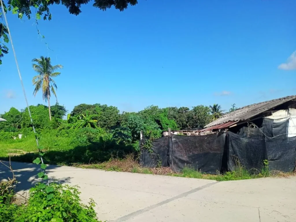 ขายสวนลำใยบ้านหนองแฝกสารภีติดถนนคอนกรีตโฉนดพร้อมโอนราคาถูก