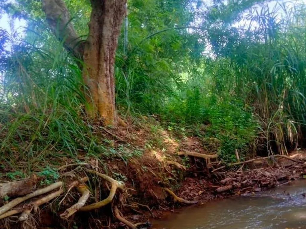 ขายที่สวนติดลำห้วยบ้านแม่นะเชียงดาวรอออกโฉนดราคาถูก