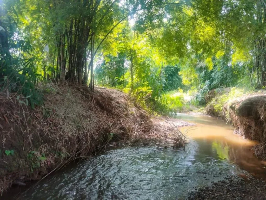 ขายที่สวนติดลำห้วยบ้านแม่นะเชียงดาวรอออกโฉนดราคาถูก