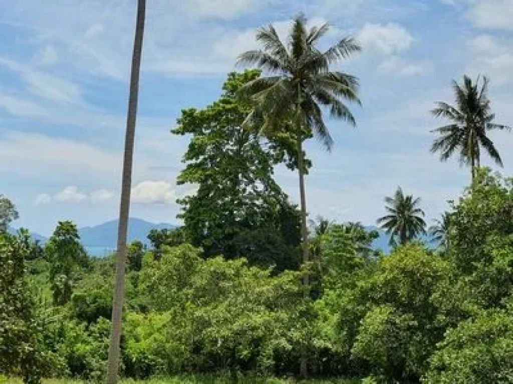 ขายที่ดิน เนินเขา บ้านใต้ ตแม่น้ำ เกาะสมุย จสุราษฏร์ธานี 10