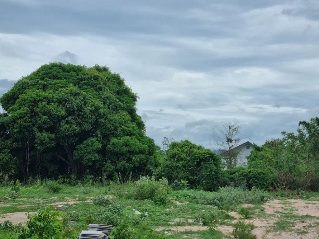 ขายที่ดิน ในอหัวหิน เส้นหัวหิน-ป่าละอู เนื้อที่ 1 ไร่