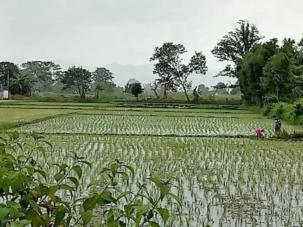 ขายที่ดินบ้านท่าต้นแฟน ซอย 6 ถนนพหลโยธิน อำเภอแม่จัน เชียงราย