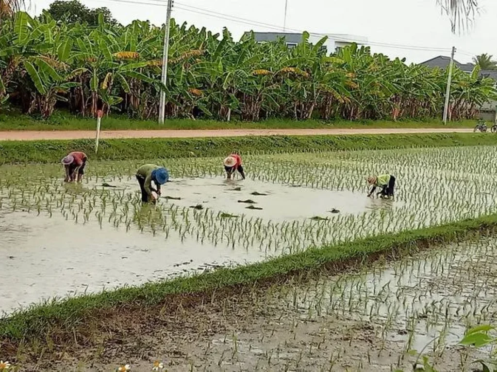 ขายที่ดินบ้านท่าต้นแฟน ซอย 6 ถนนพหลโยธิน อำเภอแม่จัน เชียงราย