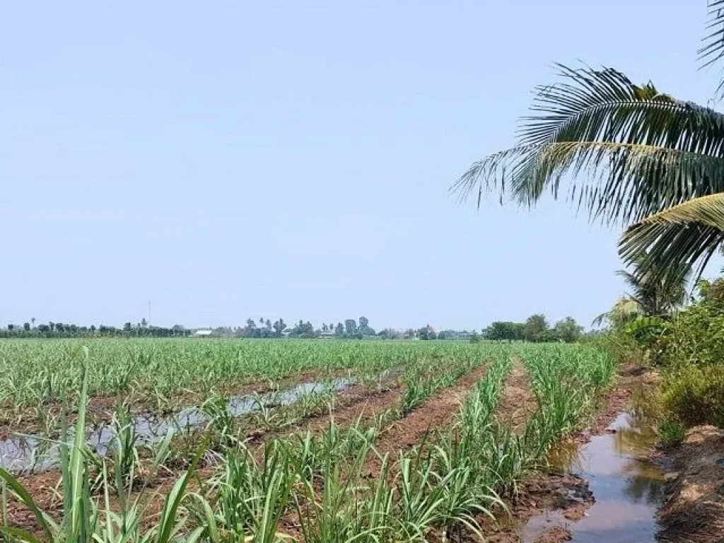 ที่ดินสวย ตดอนปรู อศรีประจันต์ จสุพรรณบุรี