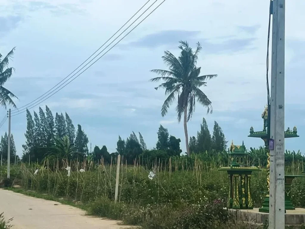 ที่ดินสวนเกษตร ติดถนนคอนกรีต น้ำไฟฟ้าพร้อม มีเพื่อนบ้านน่ารัก