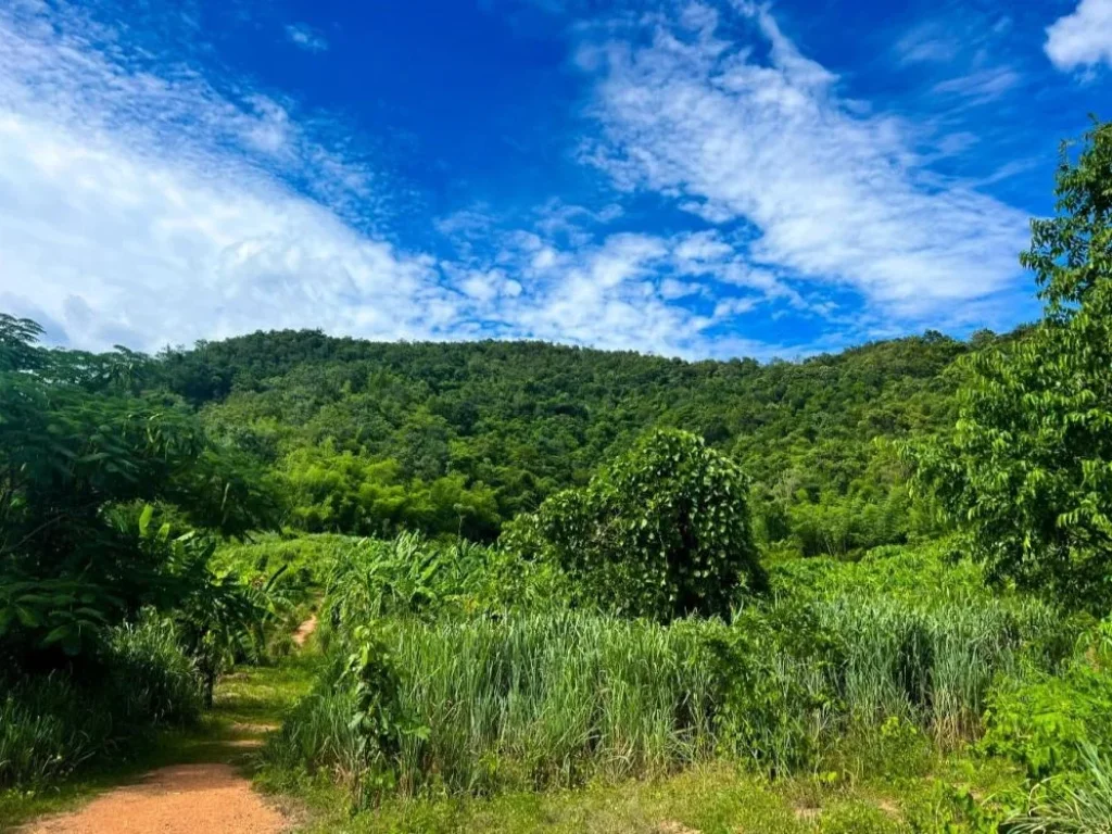 ที่ดินหลังติดภูเขา หน้าถนนลาดยาง เป็นชุมชน น้ำไฟฟ้าพร้อม