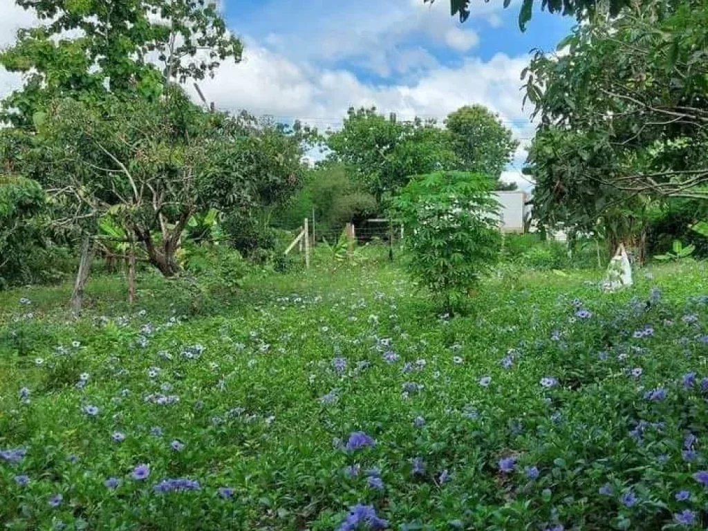 ที่ดินอยู่อาศัย มีผลไม้ น้ำไฟมีพร้อม ติดถนนคอนกรีต ในชุมชน