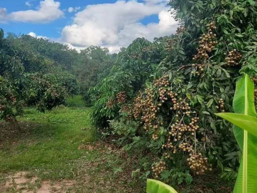 ที่ดินอยู่อาศัย มีผลไม้ น้ำไฟมีพร้อม ติดถนนคอนกรีต ในชุมชน