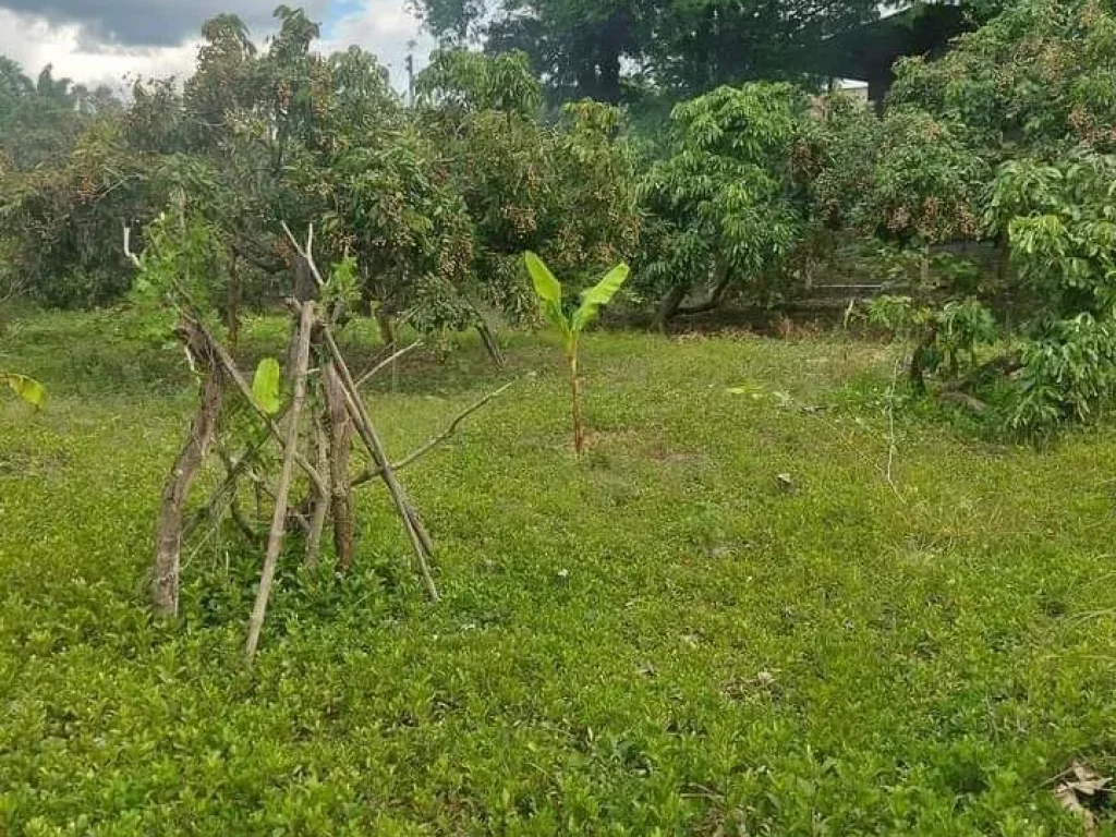 ที่ดินอยู่อาศัย มีผลไม้ น้ำไฟมีพร้อม ติดถนนคอนกรีต ในชุมชน