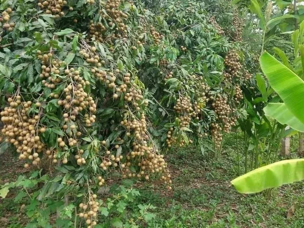 ที่ดินอยู่อาศัย มีผลไม้ น้ำไฟมีพร้อม ติดถนนคอนกรีต ในชุมชน