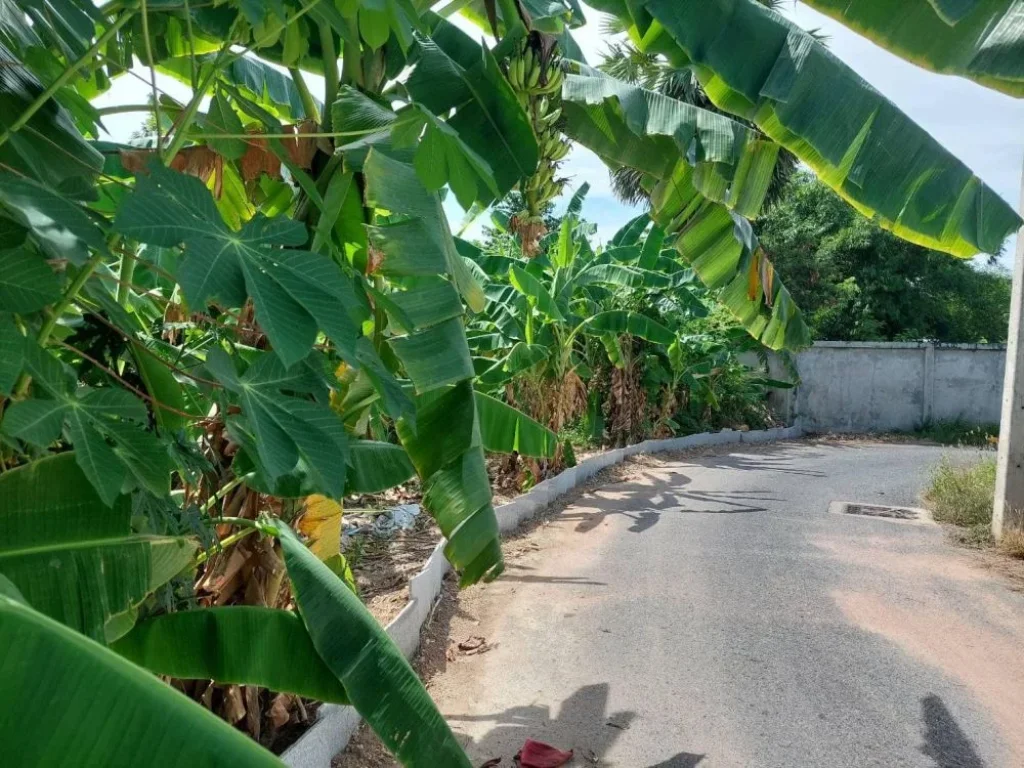 ขายที่ดินเปล่าทำเลทอง ซอยหนองไม้แก่น 1 ข้างวัดสุทธาวาส