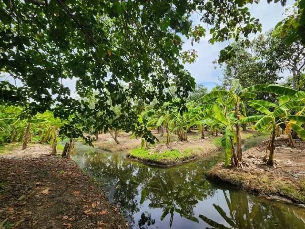 ขายที่ดินติดถนนเรียบคลอง 11 หนองเสือ 10 ไร่ เหมาะทำบ้านสวน