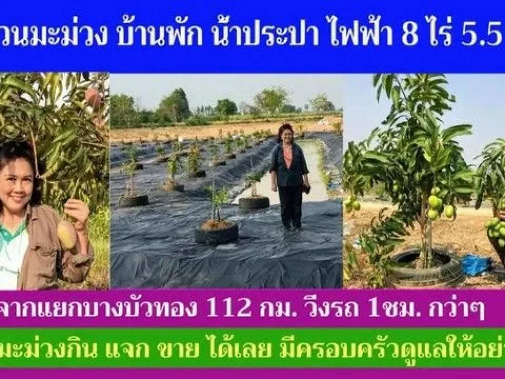 ขายสวนมะม่วง 8 ไร่ พร้อมบ้านพัก น้ำ ไฟฟ้า ทำเลเยี่ยม