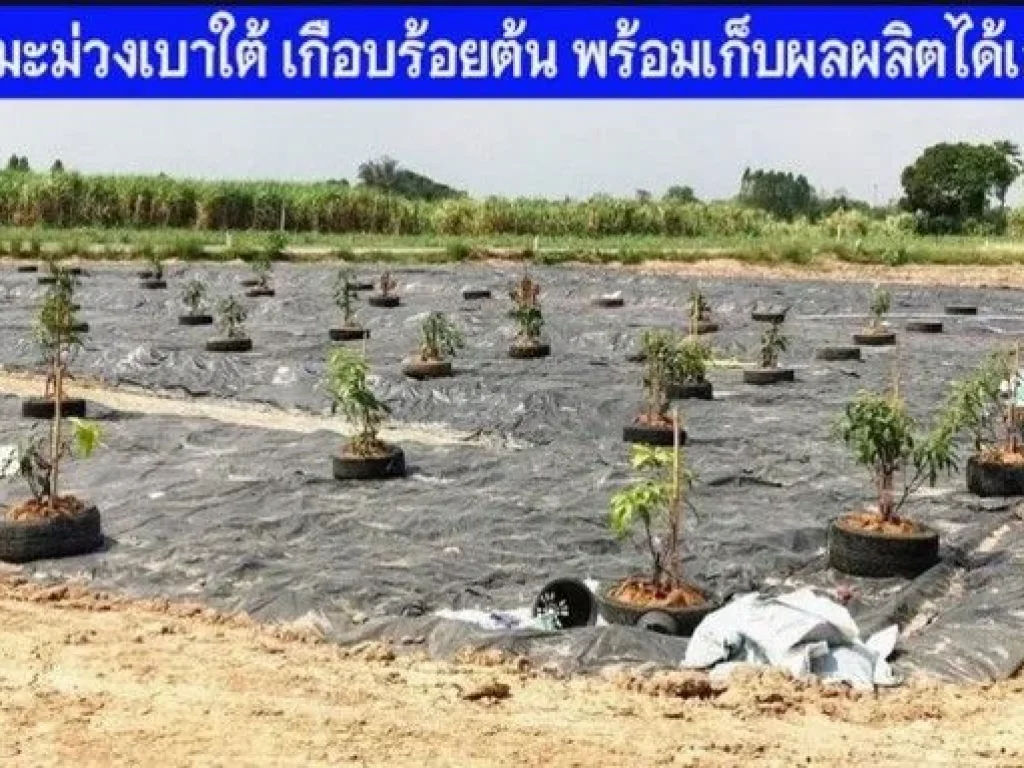 ขายสวนมะม่วง 8 ไร่ พร้อมบ้านพัก น้ำ ไฟฟ้า ทำเลเยี่ยม