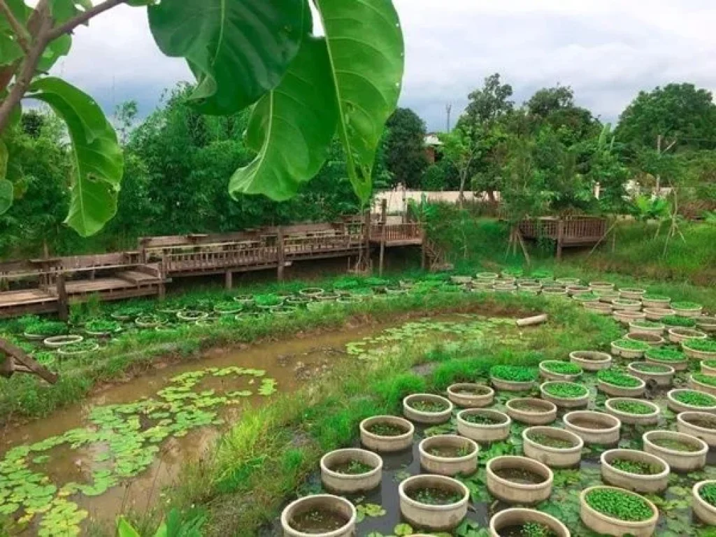 ขายบ้านโคราช บ้านสวนโคกหนองนา ใกล้เซเว่น เพียง 2