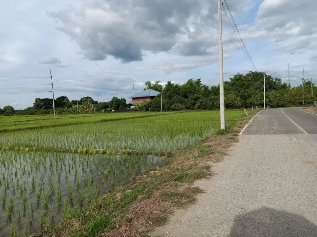 ขายที่นาติดถนนลาดยางวิวท้องนาติดลำห้วยพร้อมโอน