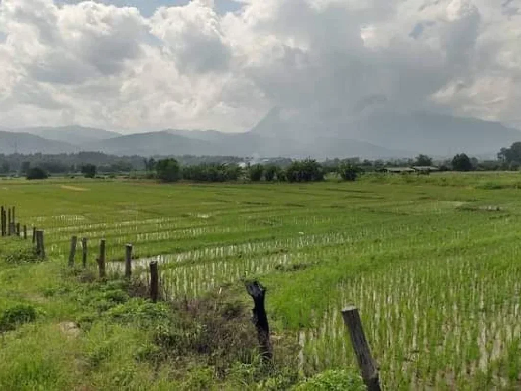 ขายที่ดินบ้านสบอ้อแม่นะเชียงดาวติดลำเหมืองพร้อมโอน