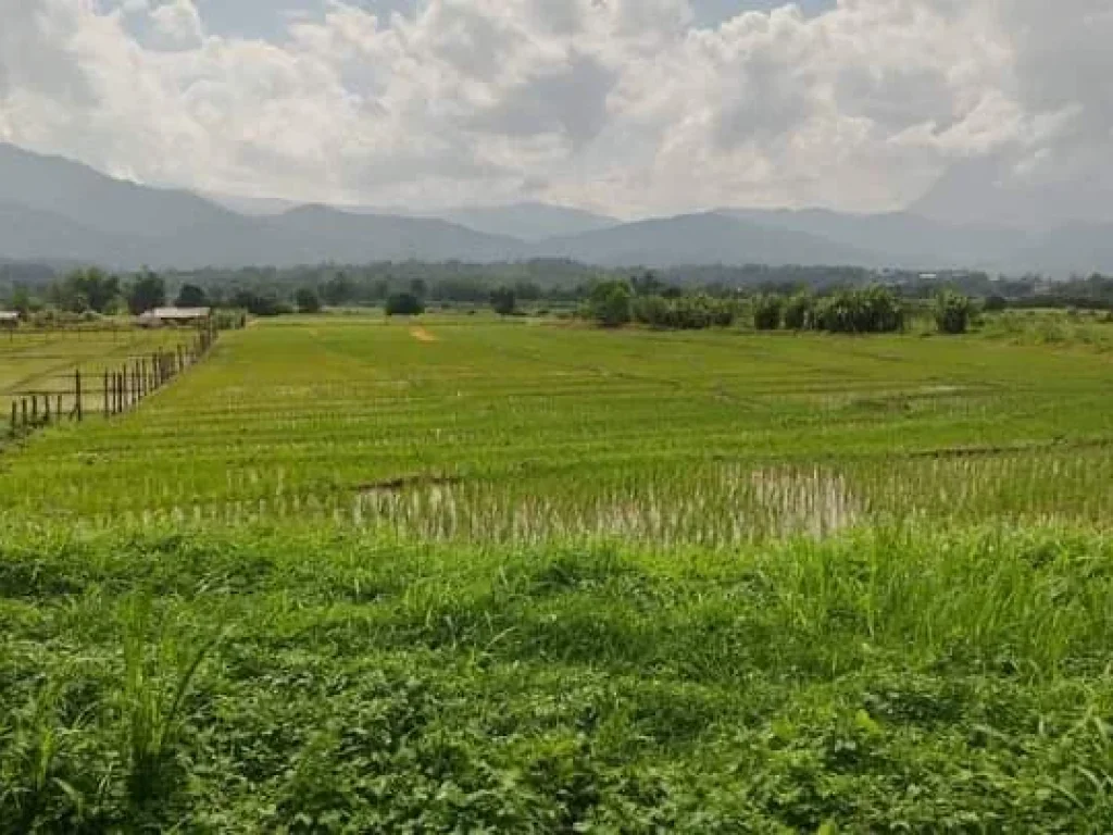 ขายที่ดินบ้านสบอ้อแม่นะเชียงดาวติดลำเหมืองพร้อมโอน