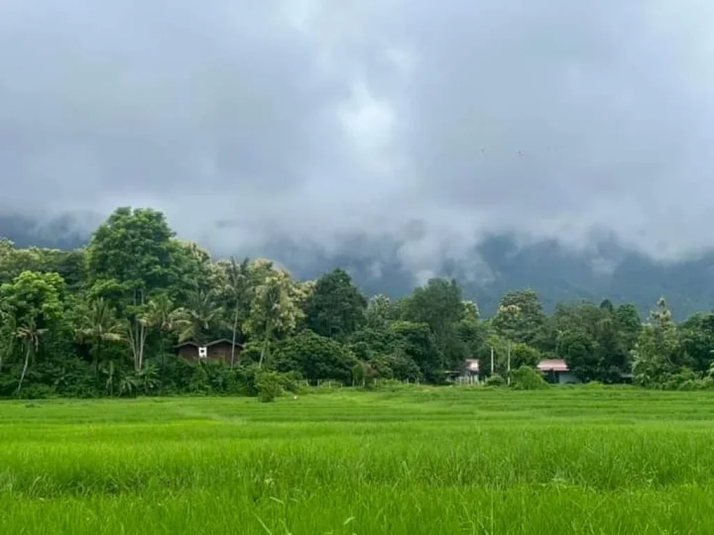 ขายที่ดินติดลำธารน้ำภูเขาล้อมรอบแม่ออนออนกลางพร้อมโอน