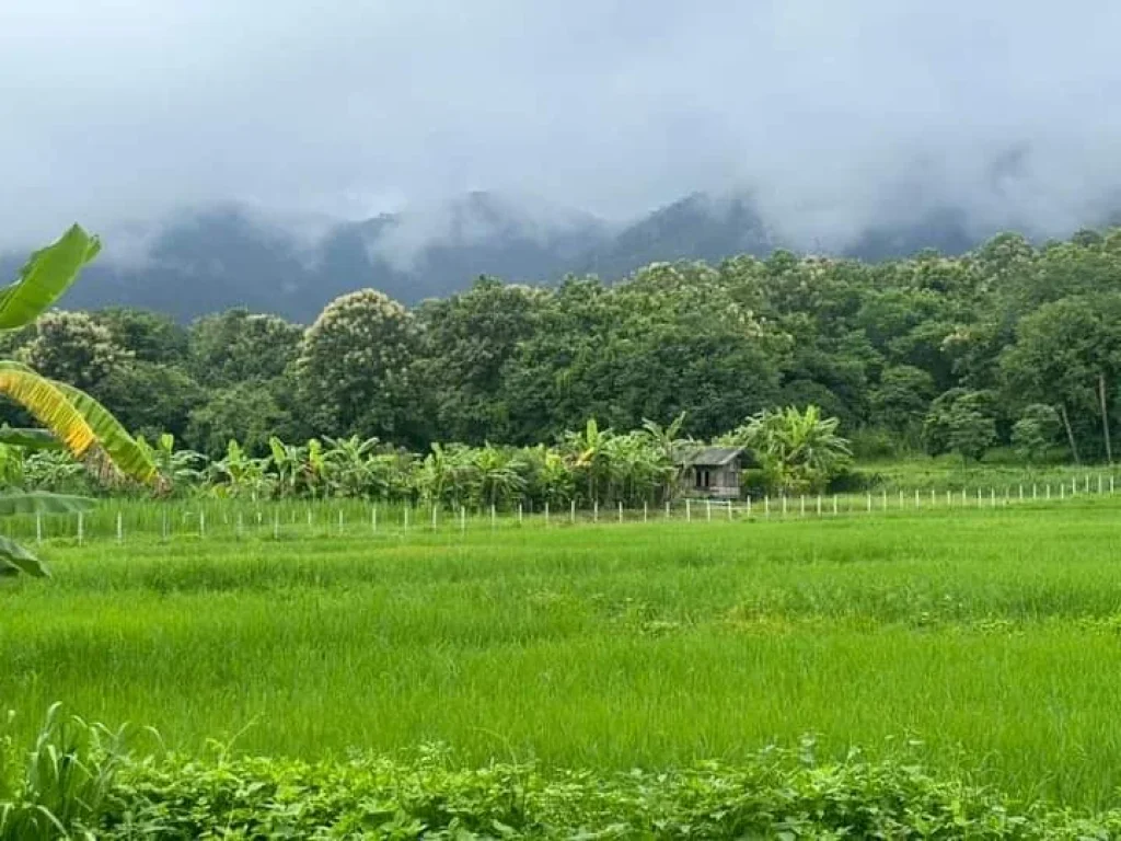 ขายที่ดินติดลำธารน้ำภูเขาล้อมรอบแม่ออนออนกลางพร้อมโอน