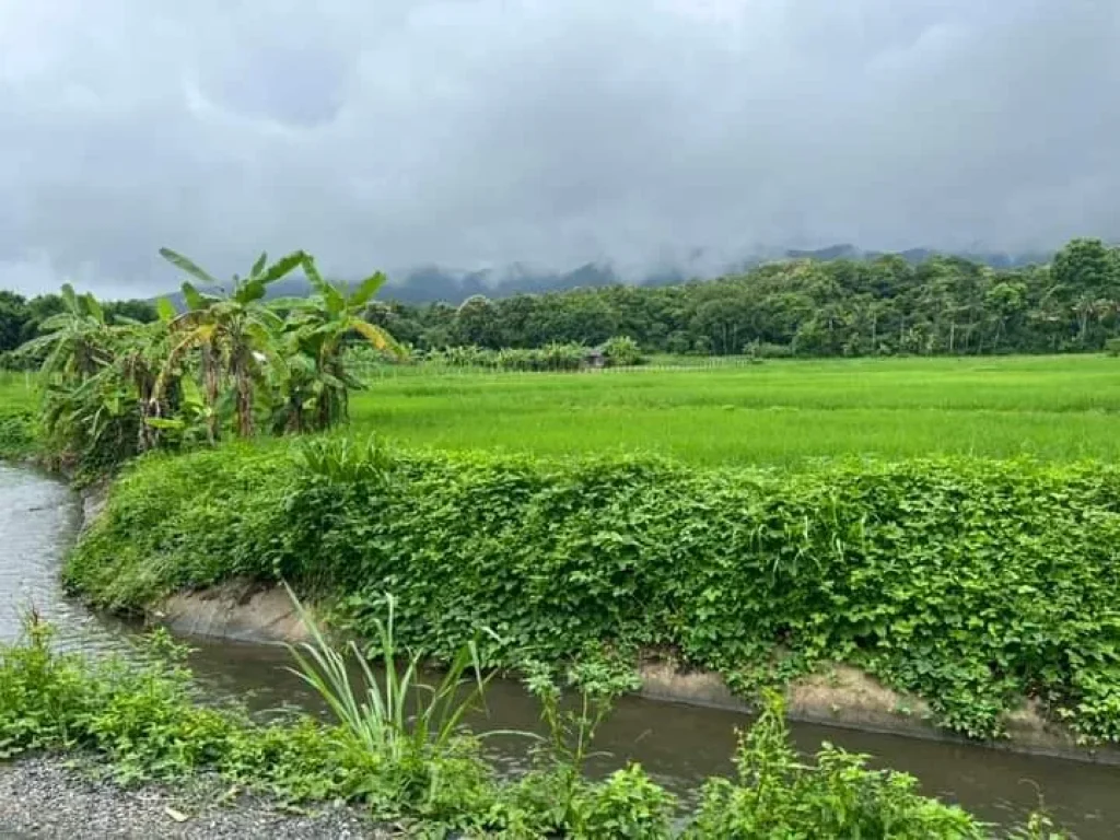 ขายที่ดินติดลำธารน้ำภูเขาล้อมรอบแม่ออนออนกลางพร้อมโอน