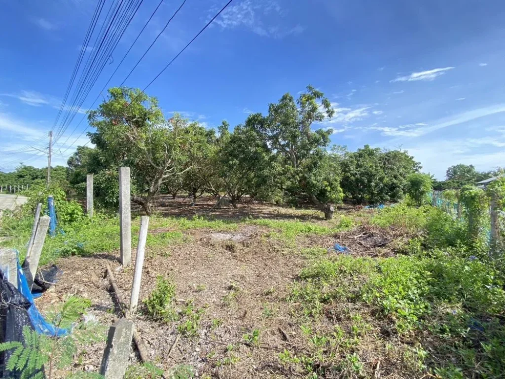 ถูกสุดๆ ที่ดิน 100 ตรว อสันป่าตอง จเชียงใหม่ เจ้าของขายเอง