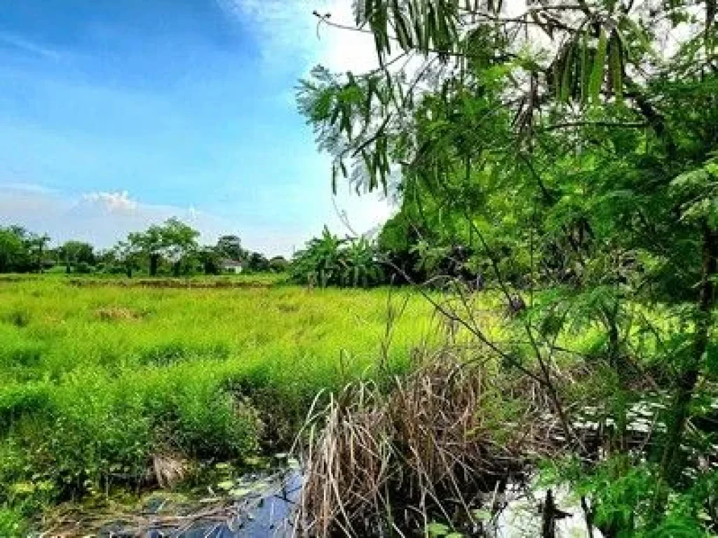 ขายที่ดินคลอง10 หนองเสือ 362 ตรวติดถนนคอนกรีต มีไฟฟ้า มีประปา