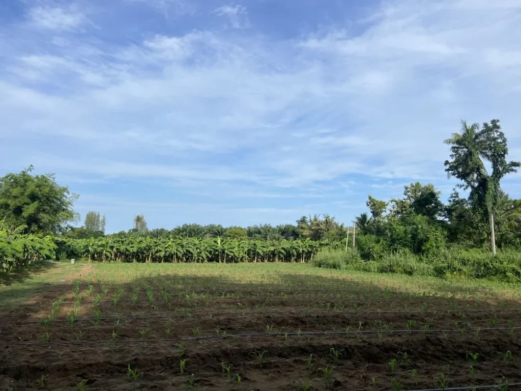 ที่ดินติดแม่น้ำเพชรบุรี ติดถนนคอนกรีต อยู่ในแหล่งความเจริญ