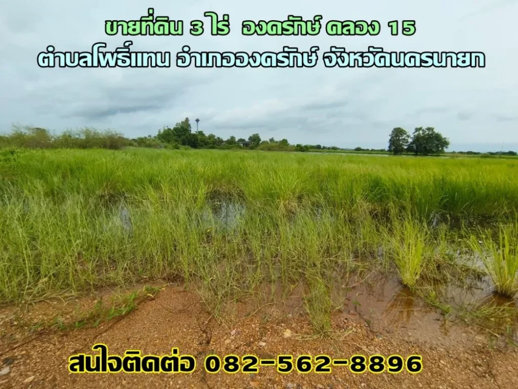 ขายที่ดิน 3 ไร่ องครักษ์ คลอง 15 ตำบลโพธิ์แทน อำเภอองครักษ์