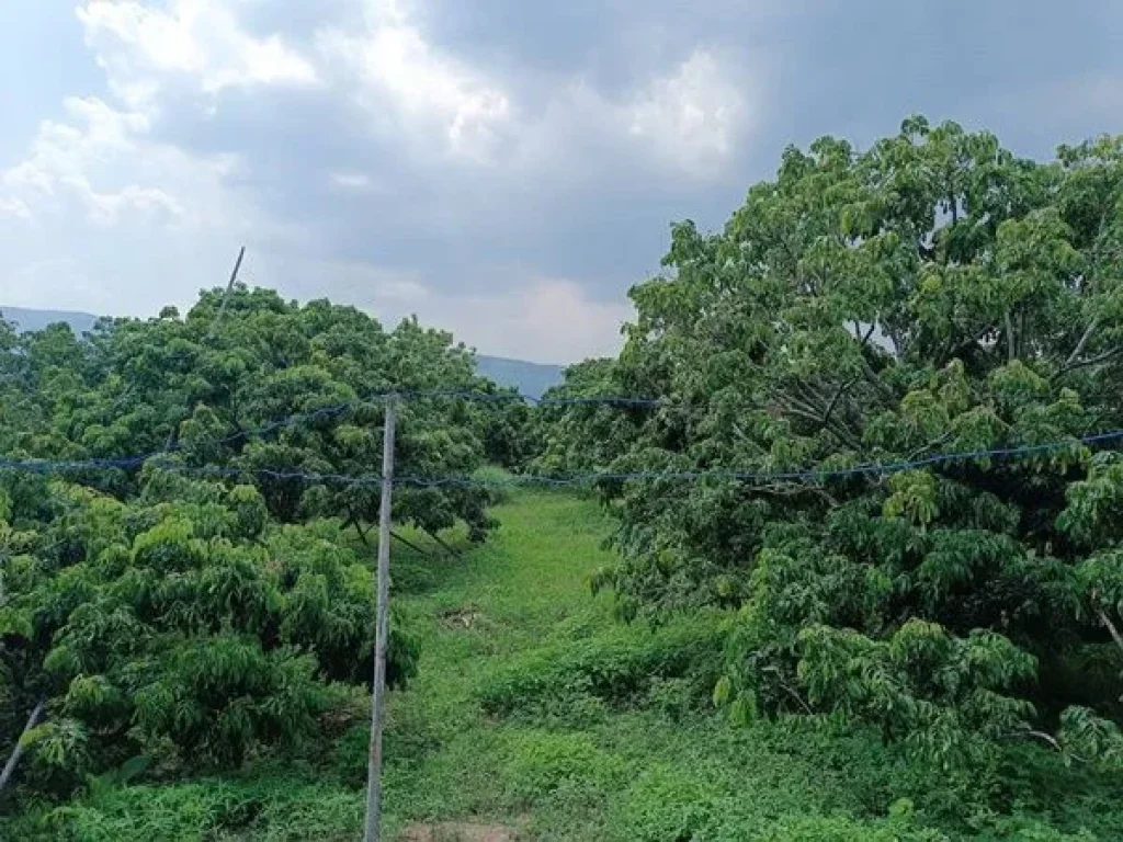 ขายด่วน ที่ดินติดถนนวิวแม่น้ำ พร้อมสวนลำไย ใกล้ดอยอินทนนท์