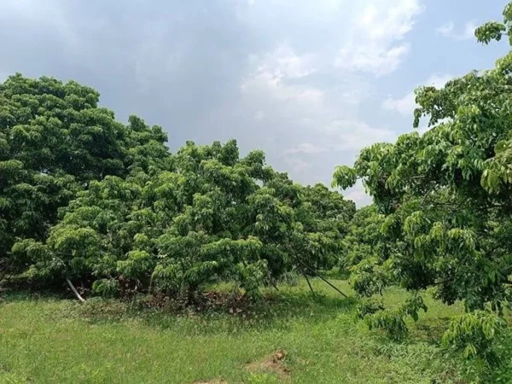 ขายด่วน ที่ดินติดถนนวิวแม่น้ำ พร้อมสวนลำไย ใกล้ดอยอินทนนท์