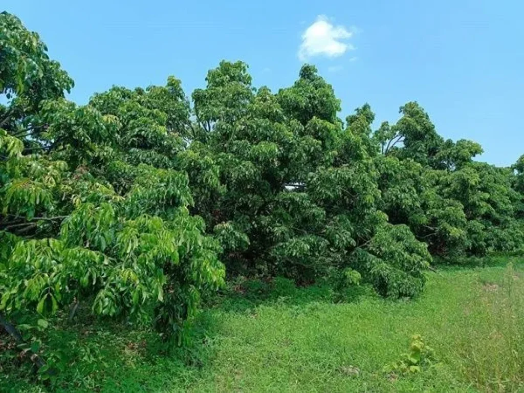 ขายด่วน ที่ดินติดถนนวิวแม่น้ำ พร้อมสวนลำไย ใกล้ดอยอินทนนท์