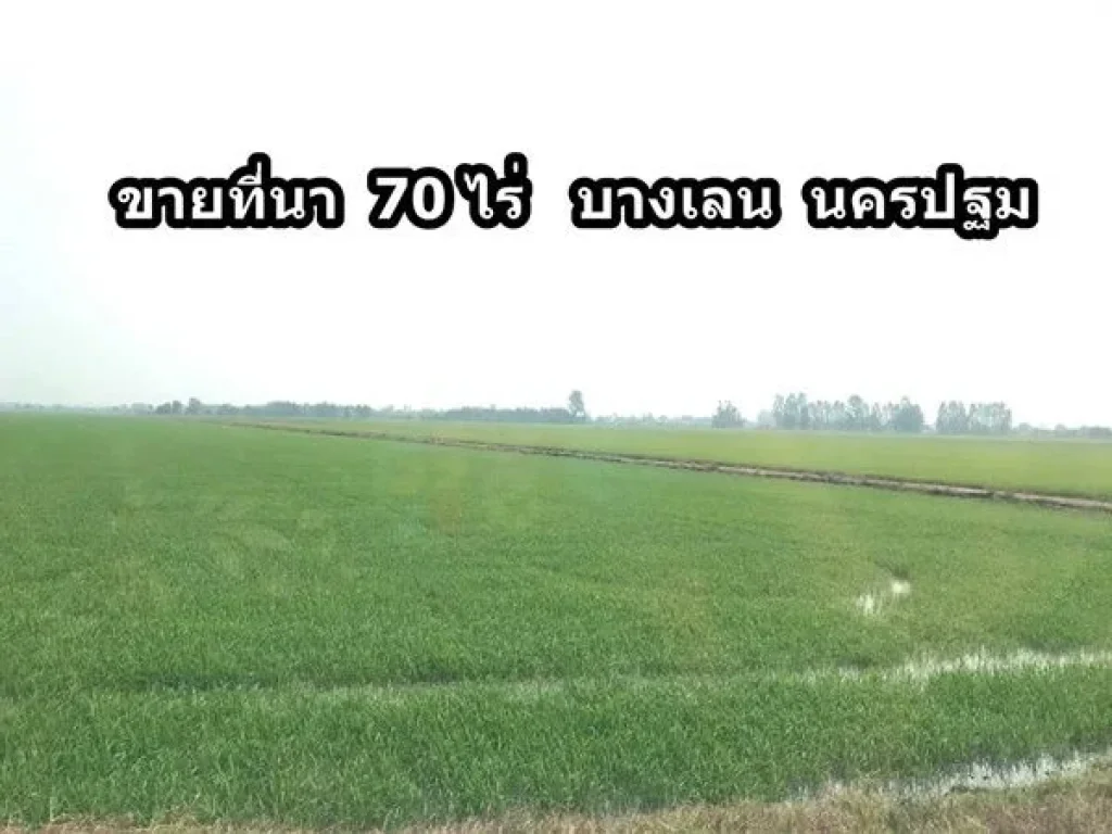 ขายที่นา 70 ไร่ บางเลน มีเสาไฟฟ้าหน้าที่ดิน มีเพื่อนบ้าน