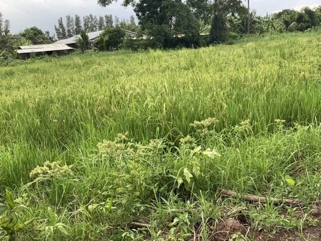 ขายที่ดินติดถนนซอยไอยรา 100 ตรว คลอง 12 หนองเสือ ปทุมธานี