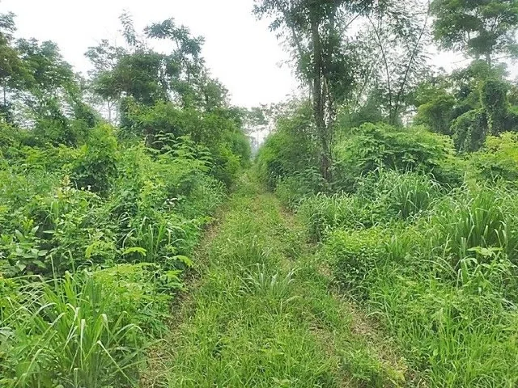 ขายที่ดิน คลอง 12 ลำลูกกา ปทุมธานี ขายต่ำกว่าราคาประเมิน 30 