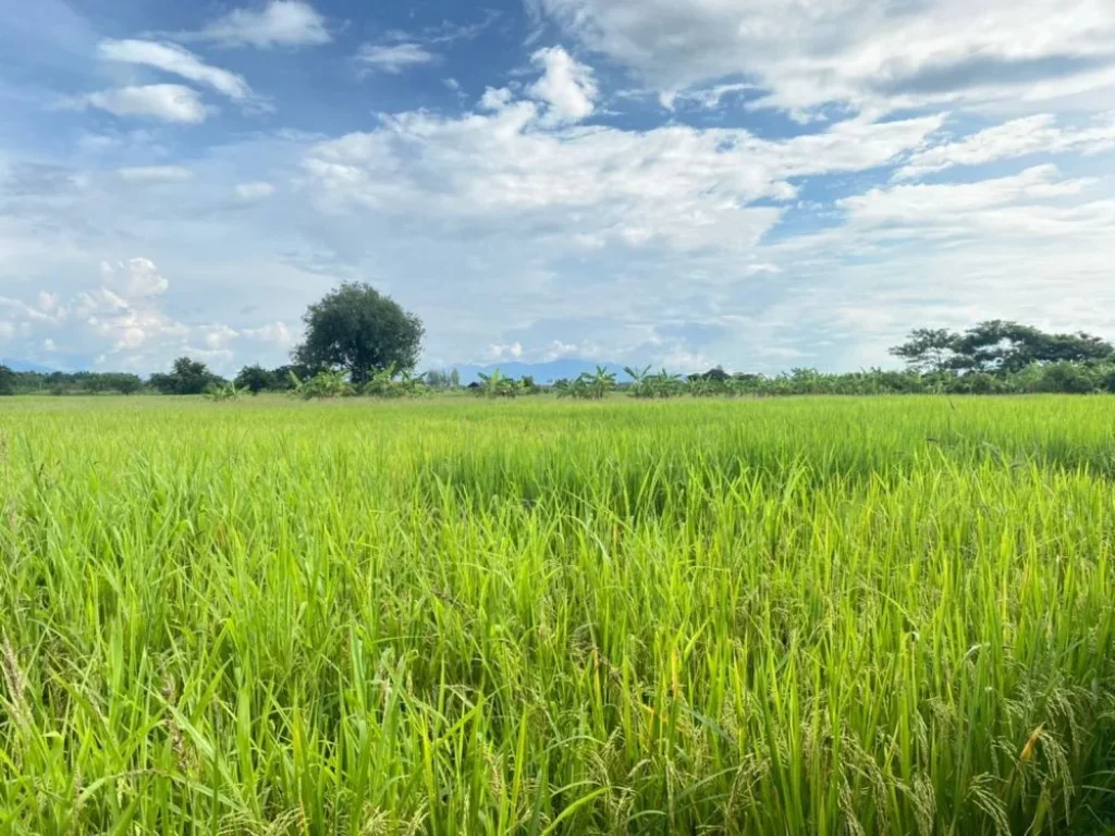 ขายถูกไร่นาสวนผสมมีโฉนด 6ไร่กว่า บ้านหนองผ้าขาว ตน้ำดิบ