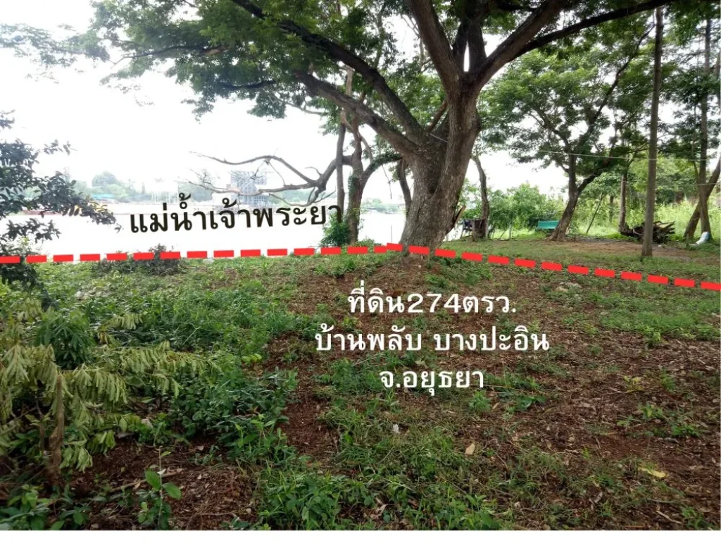 ที่ดิน 274ตรวติดแม่น้ำจ้าพระยา บ้านพล้บ บางปะอิน จอยุธยา