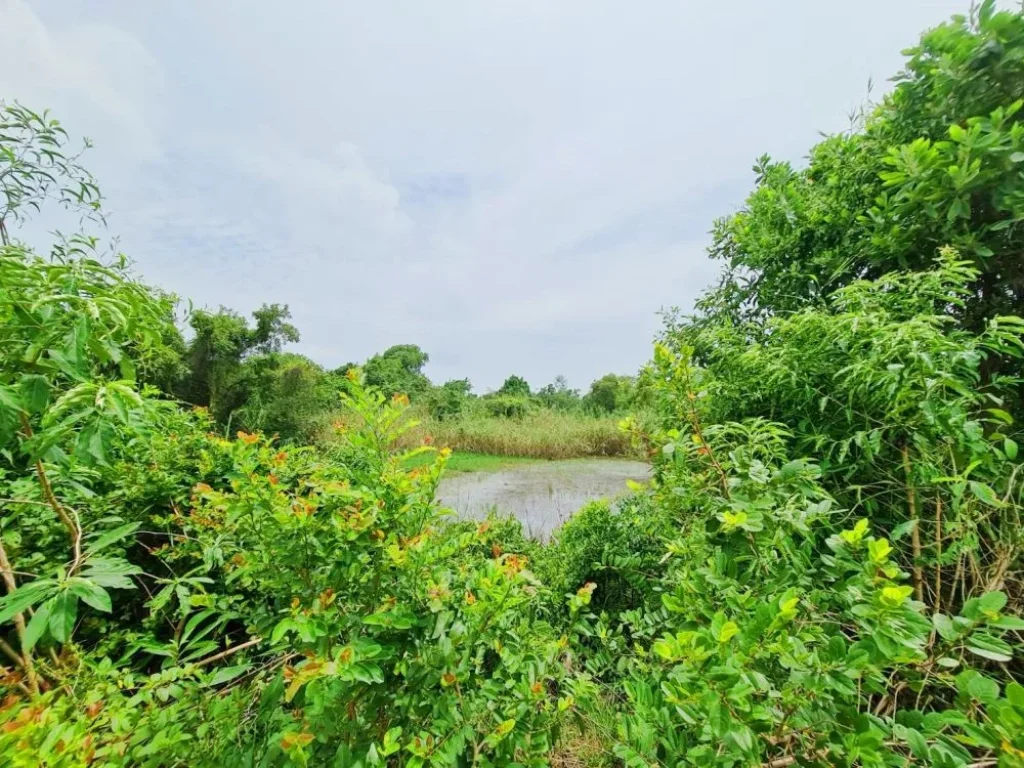 ที่ดินใกล้ทะเลสาปสงขลา เดินทางสะดวก ด้านหลังติดคลองขนาดใหญ่