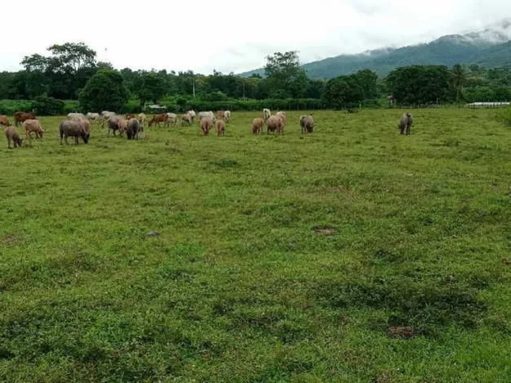 ขายที่ดิน สวนเกษตร และเลี้ยงสัตว์ ติดแม่น้ำน่าน 110 ไร่