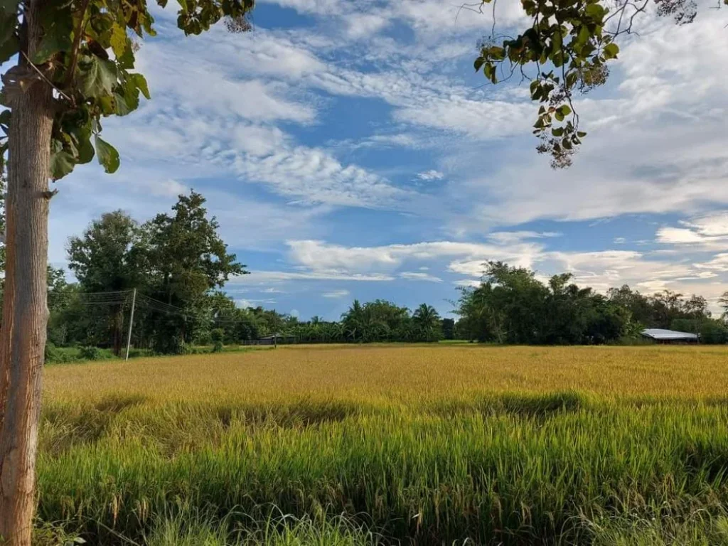 ขายที่นาวิวสวยติดถนนบ้านป่าป้องดอยสะเก็ตโฉนดพร้อมโอน