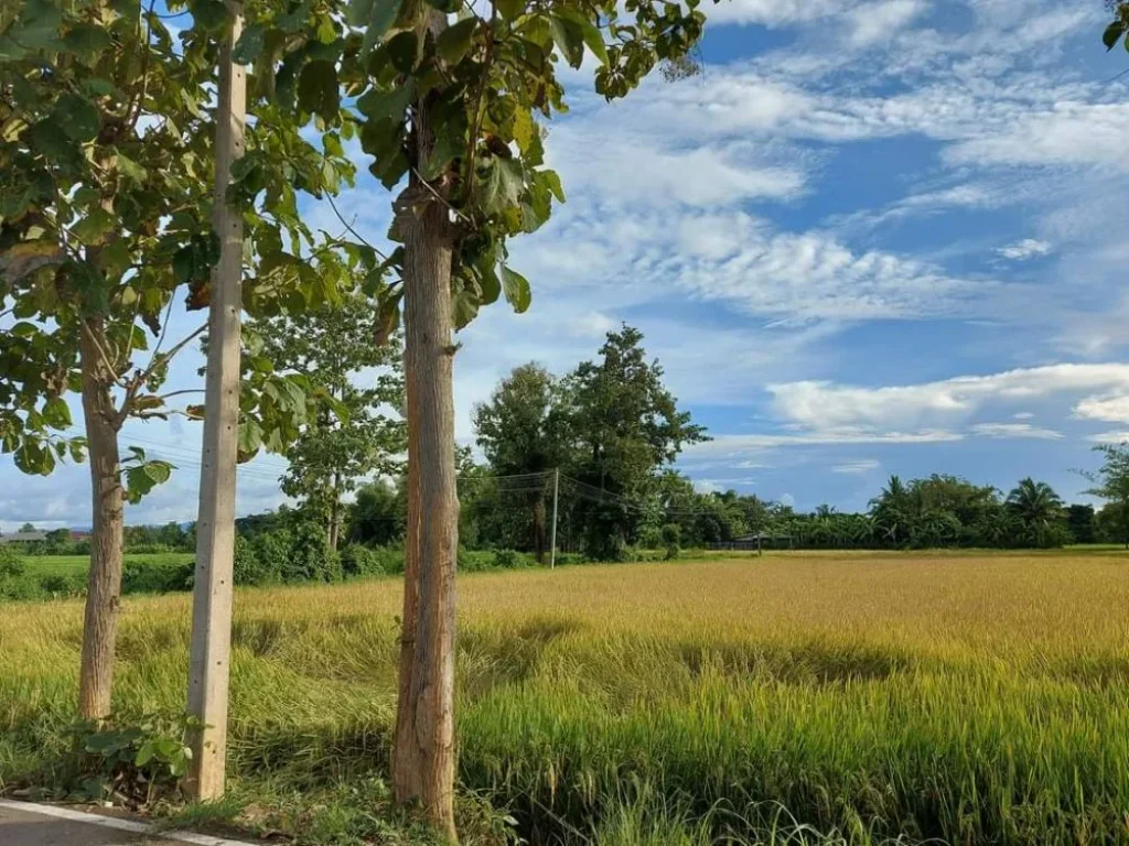 ขายที่นาวิวสวยติดถนนบ้านป่าป้องดอยสะเก็ตโฉนดพร้อมโอน