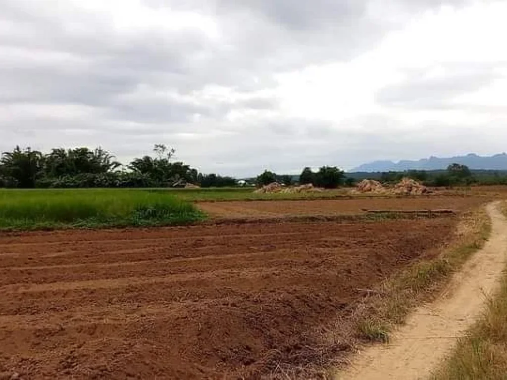 ขายที่ดินถมดินเรียบร้อยเชียงดาววิวดอยติดลำเหมืองพร้อมโอน