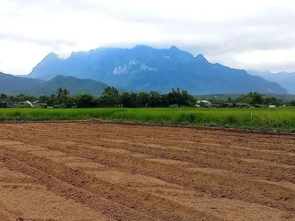 ขายที่ดินถมดินเรียบร้อยเชียงดาววิวดอยติดลำเหมืองพร้อมโอน