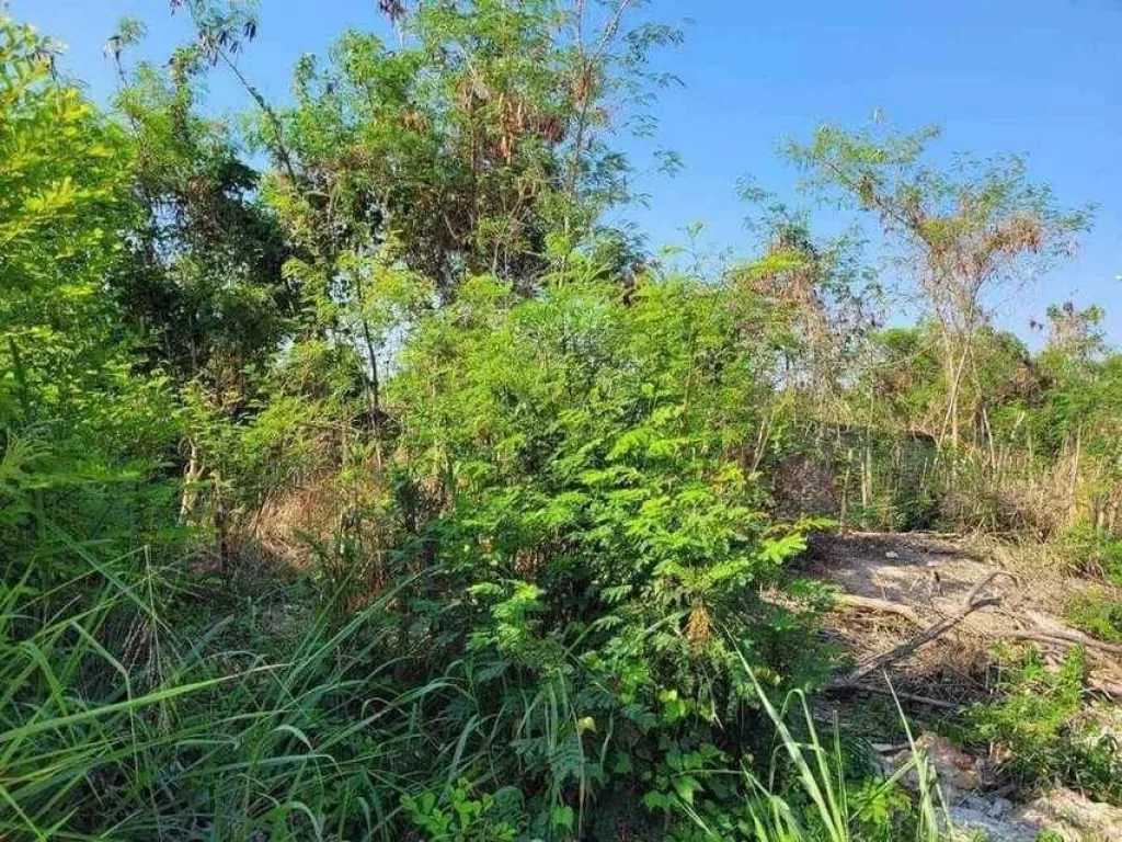 ขายที่ดินเปล่าเทพประสิทธิ์ Land for sale Thepprasit near